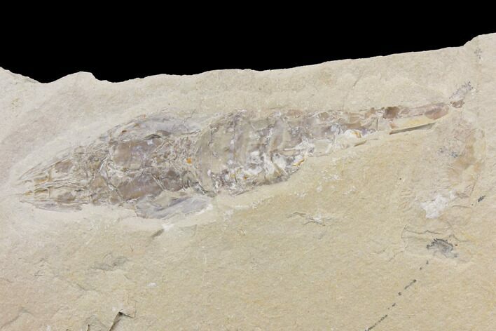 Cretaceous Fossil Shrimp - Lebanon #147242